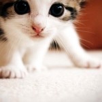 Why That Cute Kitten Video Just Might Save the Human Race.