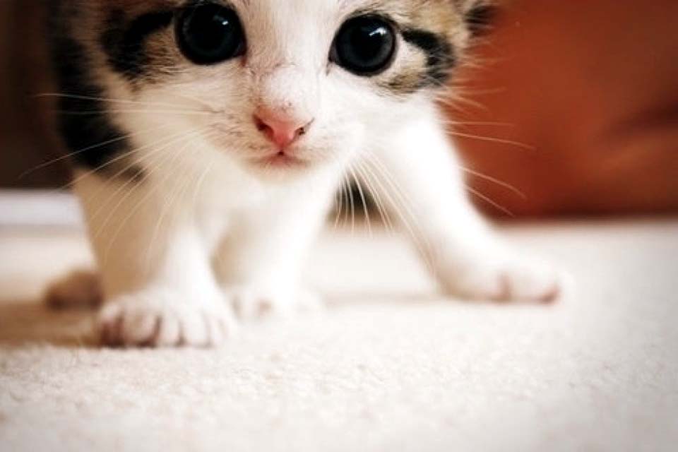 Turns Out the Web Is Good for Something Other Than Kitten Videos.